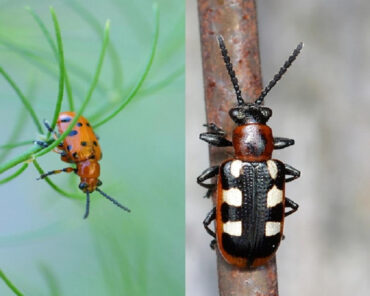 15 Natural Ways to Get Rid of Asparagus Beetles