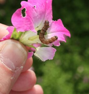 9 Natural Ways to Get Rid of Budworms