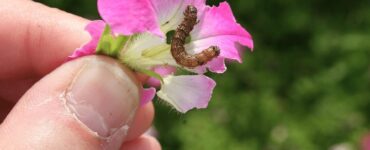 9 Natural Ways to Get Rid of Budworms