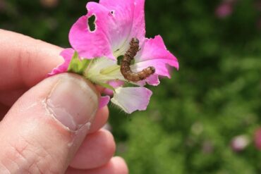 9 Natural Ways to Get Rid of Budworms
