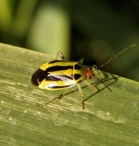 9 Natural Ways to Get Rid of Four-Lined Plant Bugs