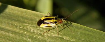 9 Natural Ways to Get Rid of Four-Lined Plant Bugs