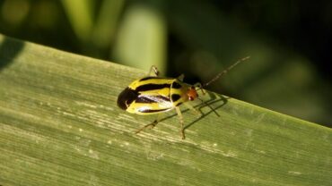 9 Natural Ways to Get Rid of Four-Lined Plant Bugs