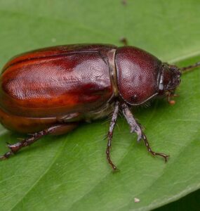 10 Natural Ways to Get Rid of June Bugs