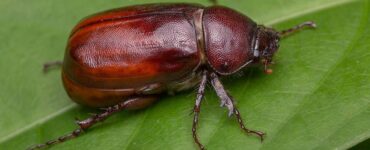 10 Natural Ways to Get Rid of June Bugs