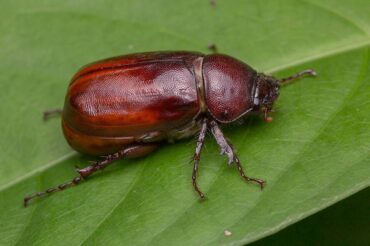 10 Natural Ways to Get Rid of June Bugs