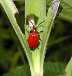 11 Natural Ways to Get Rid of Lily Leaf Beetles