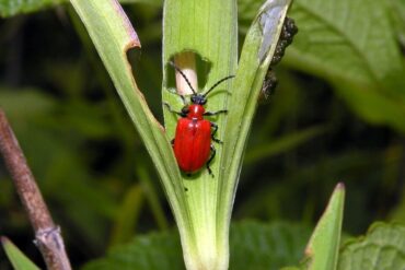 11 Natural Ways to Get Rid of Lily Leaf Beetles