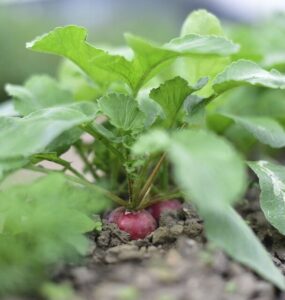 Good and Bad Radish Companion Plants
