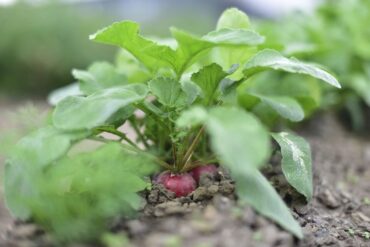 Good and Bad Radish Companion Plants