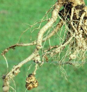 15 Natural Ways to Get Rid of Root Knot Nematodes