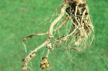 15 Natural Ways to Get Rid of Root Knot Nematodes
