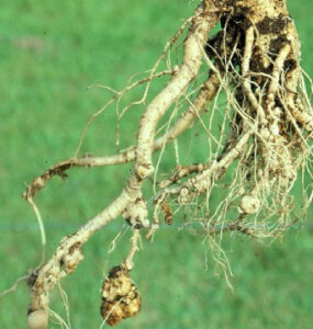 15 Natural Ways to Get Rid of Root-Knot Nematodes