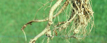 15 Natural Ways to Get Rid of Root-Knot Nematodes