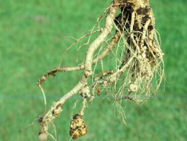 15 Natural Ways to Get Rid of Root-Knot Nematodes