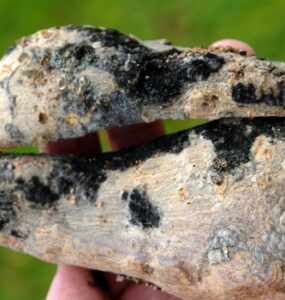9 Natural Ways to Get Rid of Black Rot