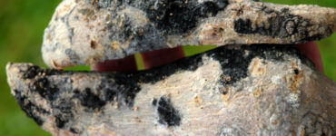 9 Natural Ways to Get Rid of Black Rot