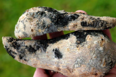 9 Natural Ways to Get Rid of Black Rot