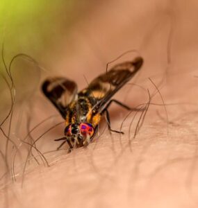 11 Natural Ways to Get Rid of Deer Flies