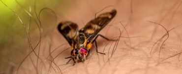 11 Natural Ways to Get Rid of Deer Flies