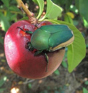 10 Natural Ways to Get Rid of Fig Beetles