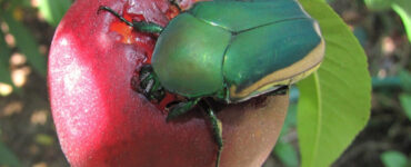 10 Natural Ways to Get Rid of Fig Beetles