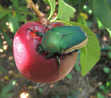 10 Natural Ways to Get Rid of Fig Beetles