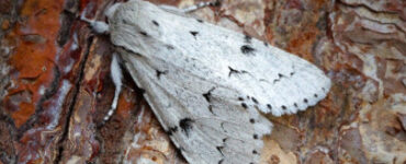 9 Natural Ways to Get Rid of Miller Moths