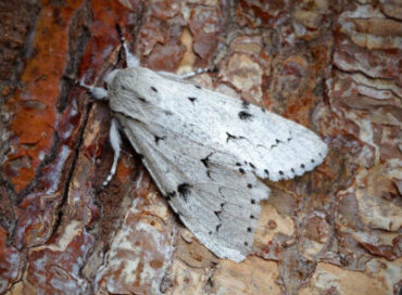 9 Natural Ways to Get Rid of Miller Moths