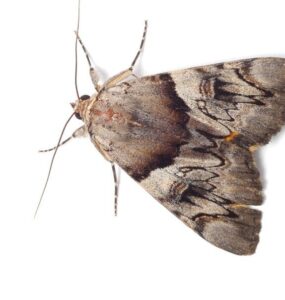 9 Natural Ways to Get Rid of Miller Moths