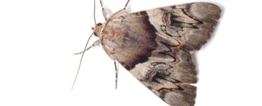 9 Natural Ways to Get Rid of Miller Moths