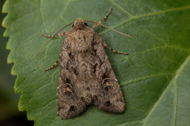 9 Natural Ways to Get Rid of Miller Moths