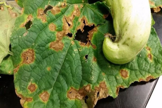 8 Natural Ways to Treat and Control Anthracnose