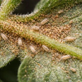 9 Natural Ways to Get Rid of Russet Mites