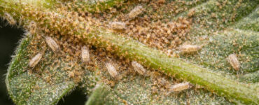 9 Natural Ways to Get Rid of Russet Mites