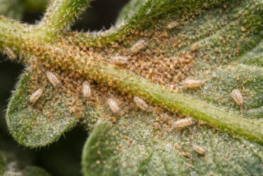 9 Natural Ways to Get Rid of Russet Mites