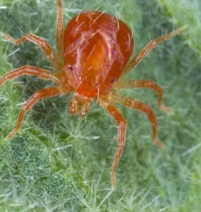 9 Natural Ways to Get Rid of Russet Mites