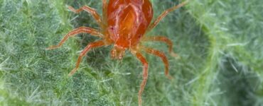 9 Natural Ways to Get Rid of Russet Mites