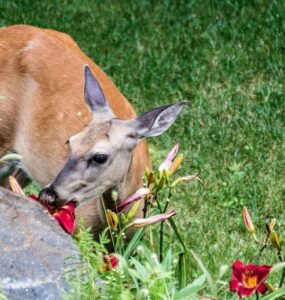 15 Natural Ways to Get Rid of Deer
