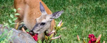 15 Natural Ways to Get Rid of Deer
