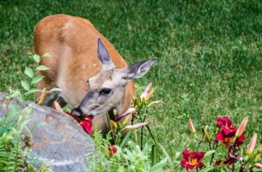 15 Natural Ways to Get Rid of Deer