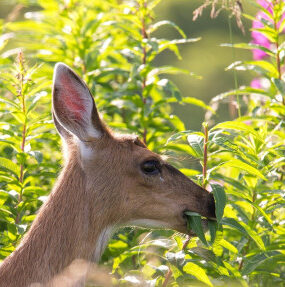 15 Natural Ways to Get Rid of Deer