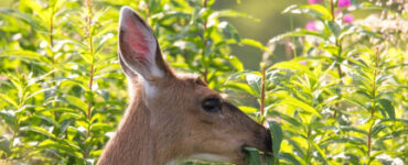 15 Natural Ways to Get Rid of Deer