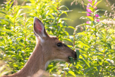 15 Natural Ways to Get Rid of Deer
