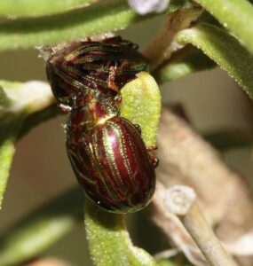 8 Natural Ways to Get Rid of Rosemary Beetle