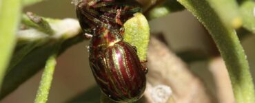 8 Natural Ways to Get Rid of Rosemary Beetle