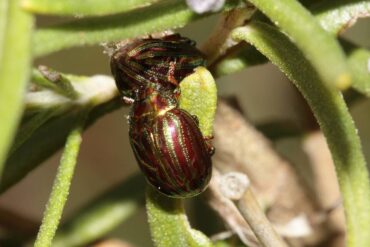 8 Natural Ways to Get Rid of Rosemary Beetle