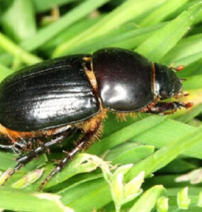 21 Natural Ways to Get Rid of Black Beetles