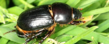 21 Natural Ways to Get Rid of Black Beetles