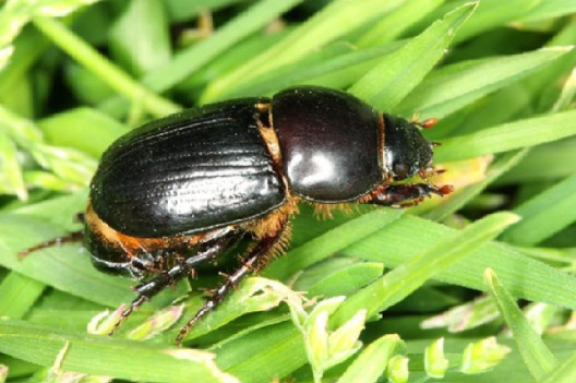 21 Natural Ways to Get Rid of Black Beetles